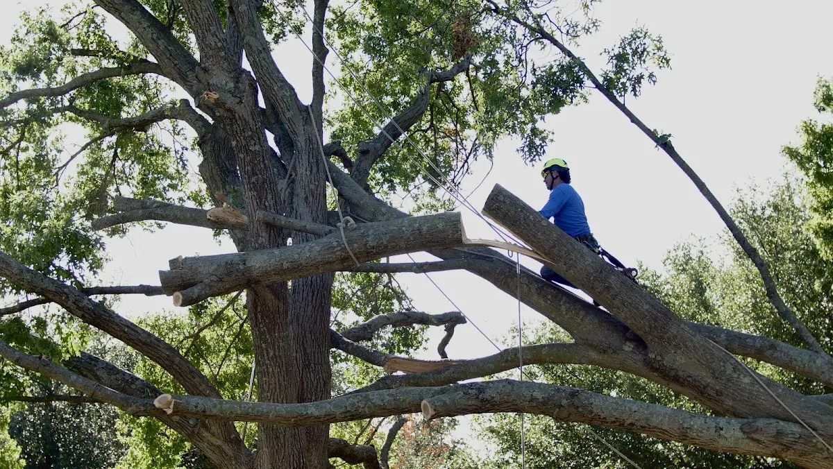 Professional Hazardous Tree Removal performed by certified arborists in Leonore